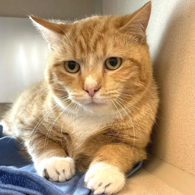 Reginald  Duke Of thumbnail 2