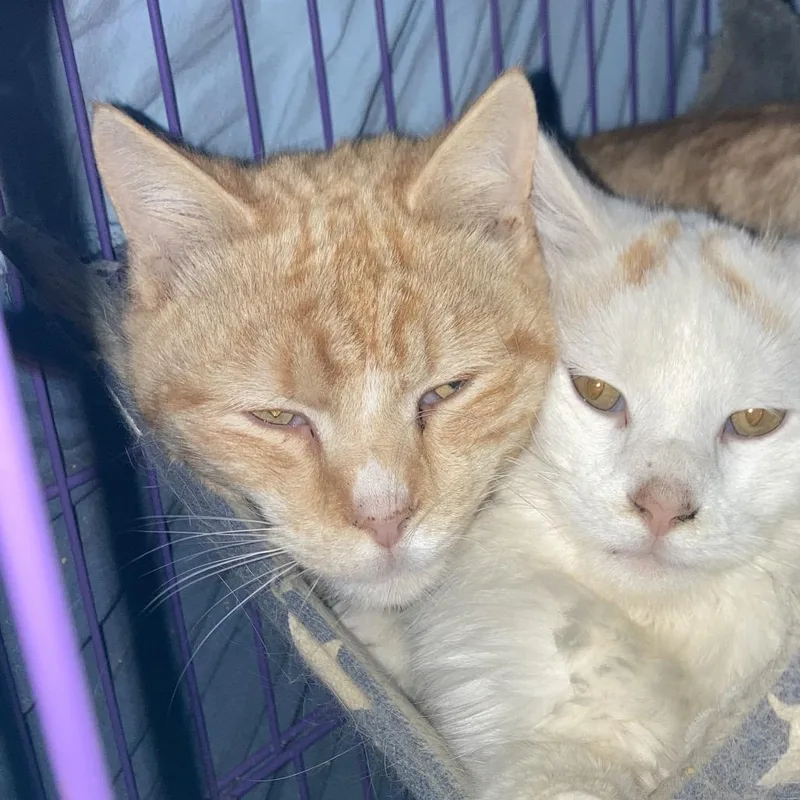 Reginald  Duke Of thumbnail 3