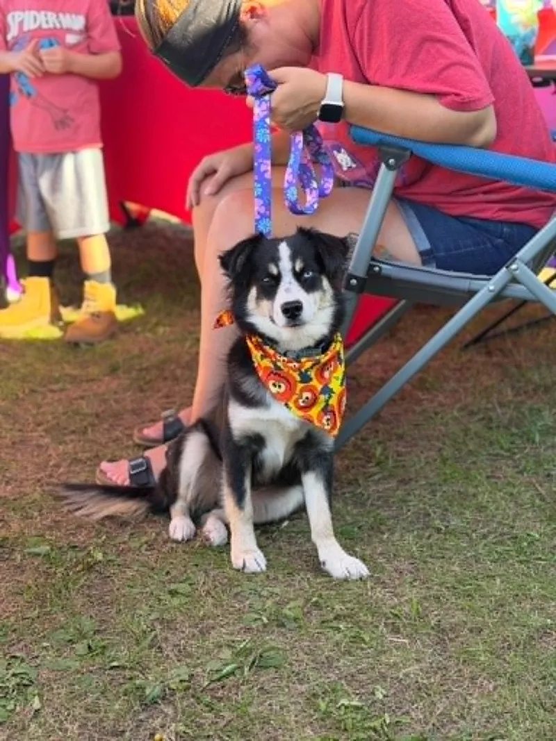 A young medium-sized female Australian Shepherd dog named Dally for adoption in Dysart, IA