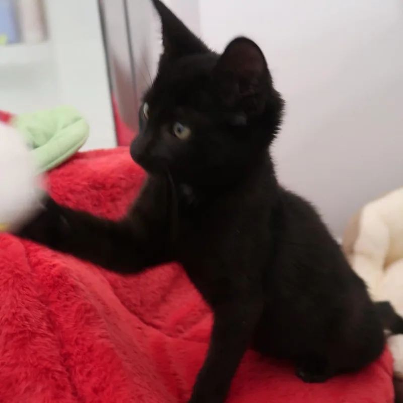 A baby small-sized male Black Domestic Short Hair cat named Fuji for adoption in Delaware, OH