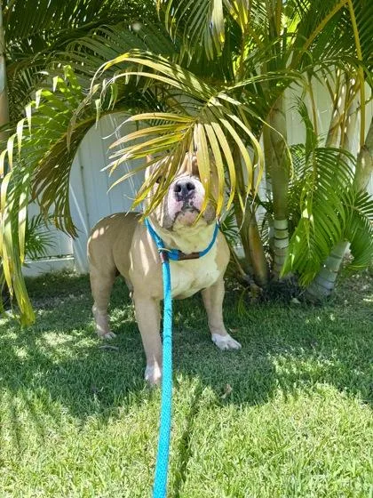 Dozer