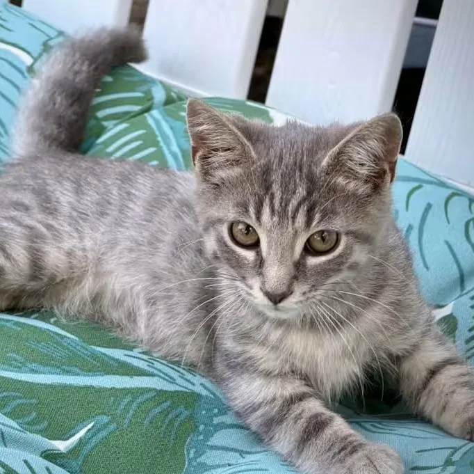 A young medium-sized male Tabby (Gray / Blue / Silver) Domestic Short Hair cat named Sunshine for adoption in Findlay, OH