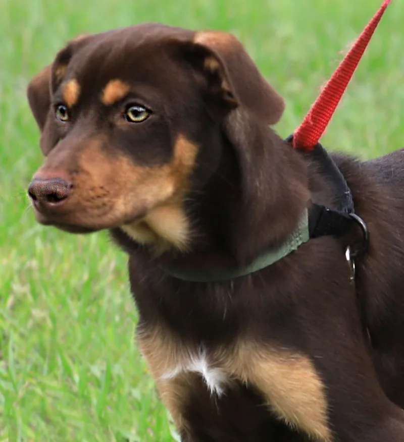 A baby medium-sized male Hound dog named Poncho for adoption in North Fort Myers, FL