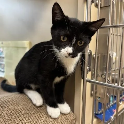 A baby medium-sized female Black & White / Tuxedo Domestic Short Hair cat named Althea for adoption in Richmond, VA