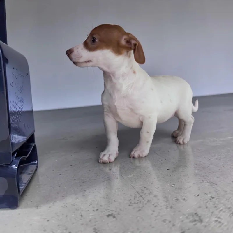 A baby small-sized male White / Cream Chihuahua dog named Ranger for adoption in Hollywood, FL
