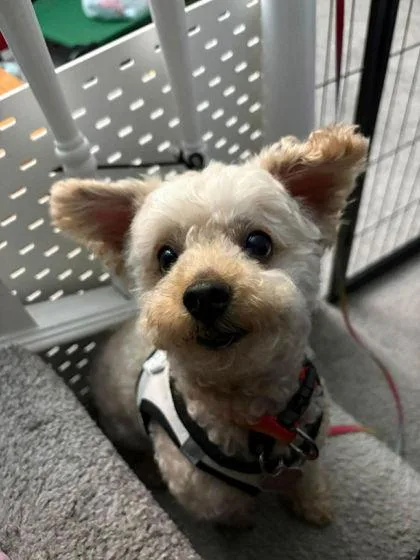 An adult small-sized male White / Cream Miniature Poodle dog named Dakota for adoption in Baltimore, MD