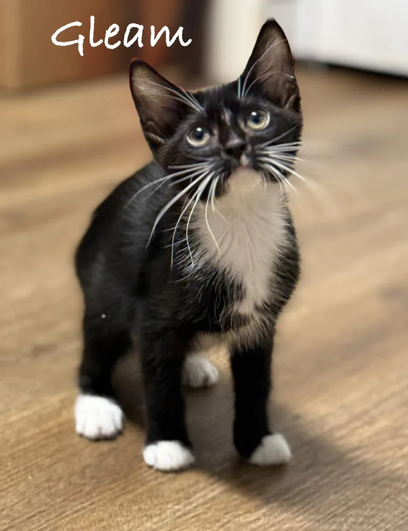 A baby medium-sized female Black & White / Tuxedo Domestic Short Hair cat named Gleam for adoption in Pawleys Island, SC