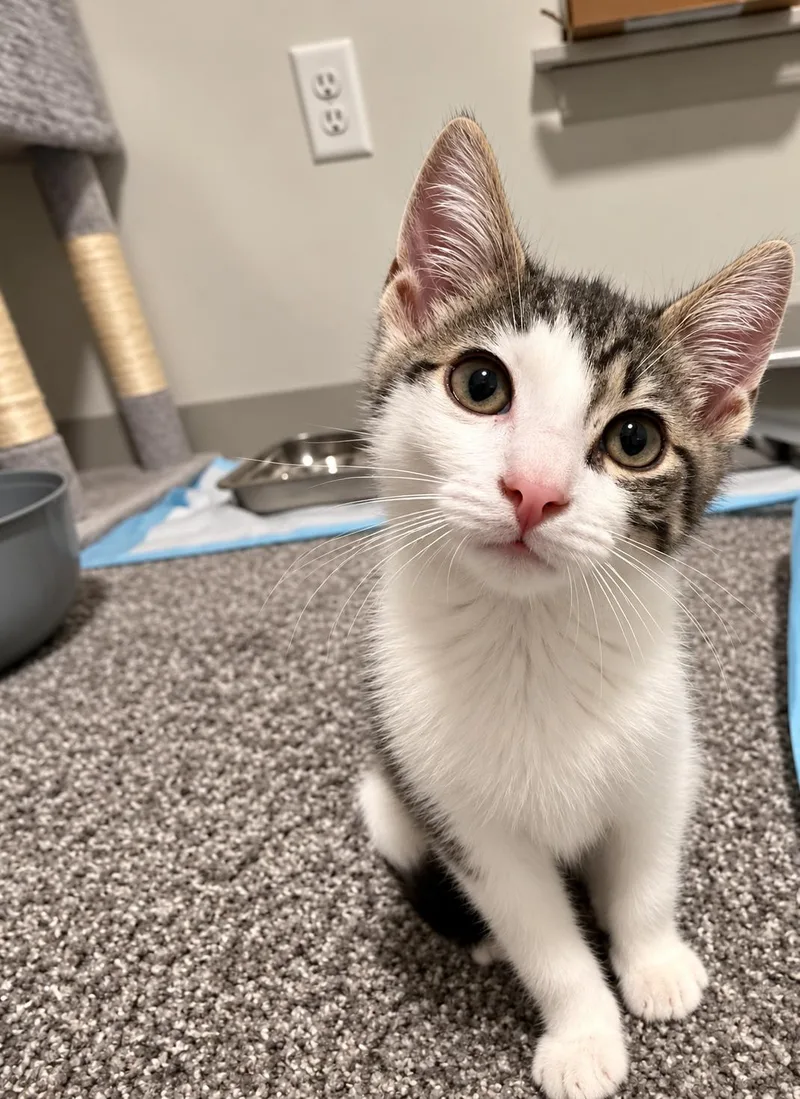 A baby medium-sized male Gray & White Domestic Short Hair cat named Topaz for adoption in Victor, NY