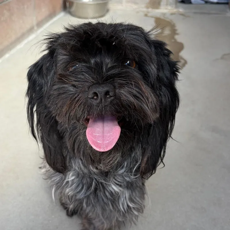 An adult small-sized male Black Shih Tzu dog named Chance for adoption in Santa Barbara, CA
