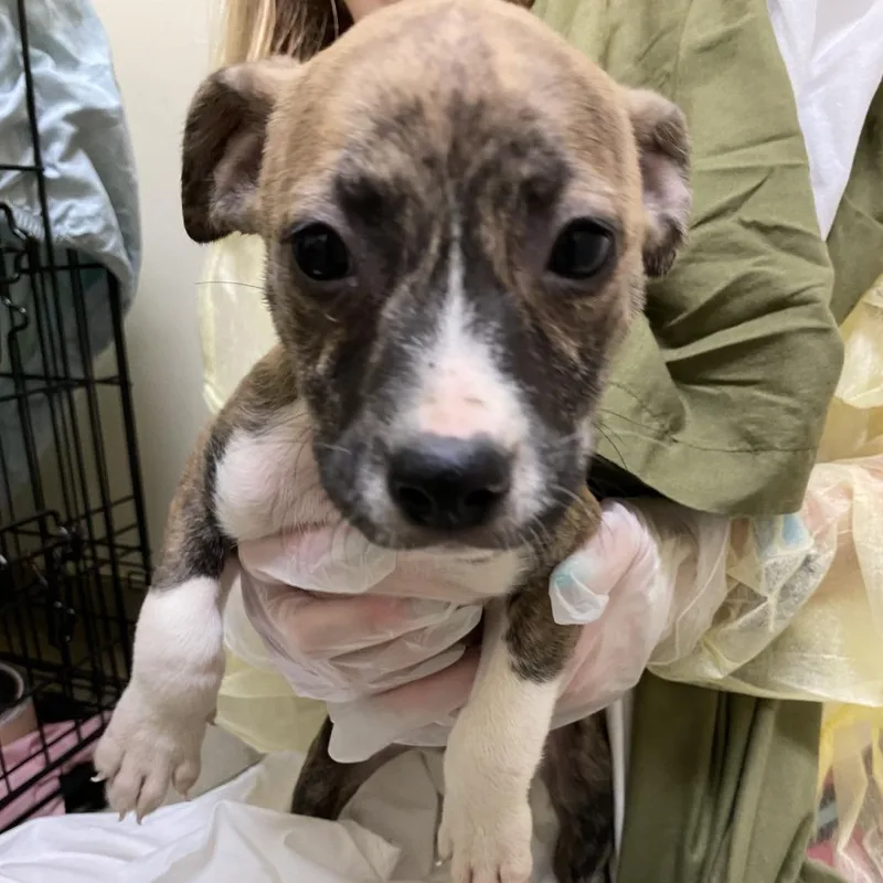 A baby small-sized female Brown / Chocolate Mixed Breed dog named Mayoress for adoption in Lynchburg, VA