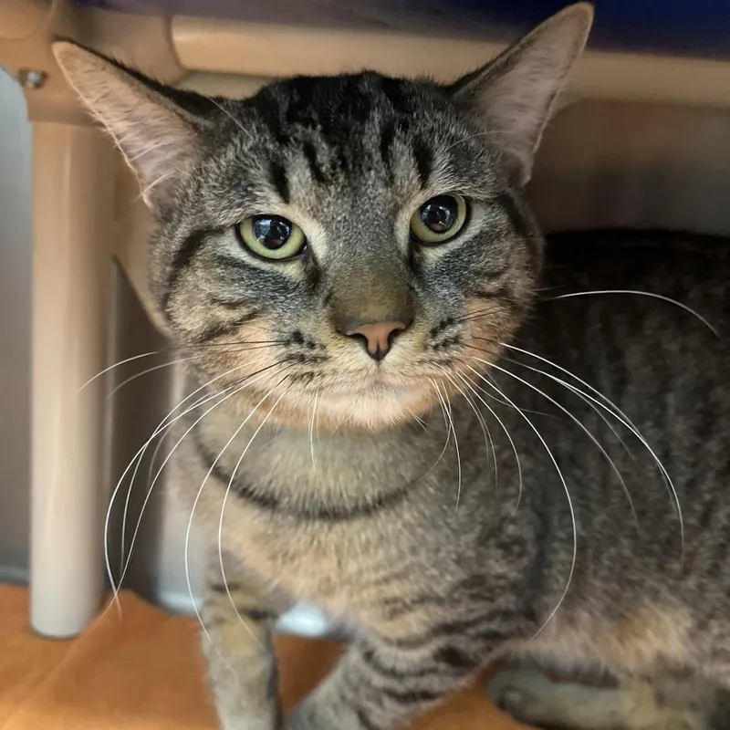 A young medium-sized male Brown / Chocolate Domestic Short Hair cat named Gibby for adoption in Fort Wayne, IN