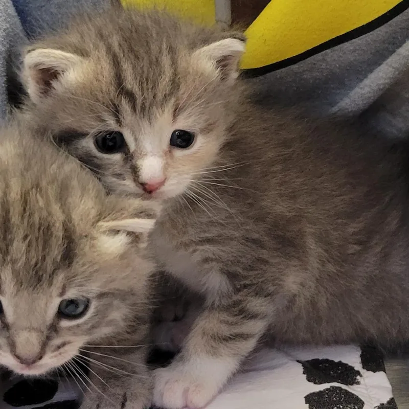 A baby small-sized female Gray / Blue / Silver Domestic Short Hair cat named Penelope for adoption in Ruckersville, VA