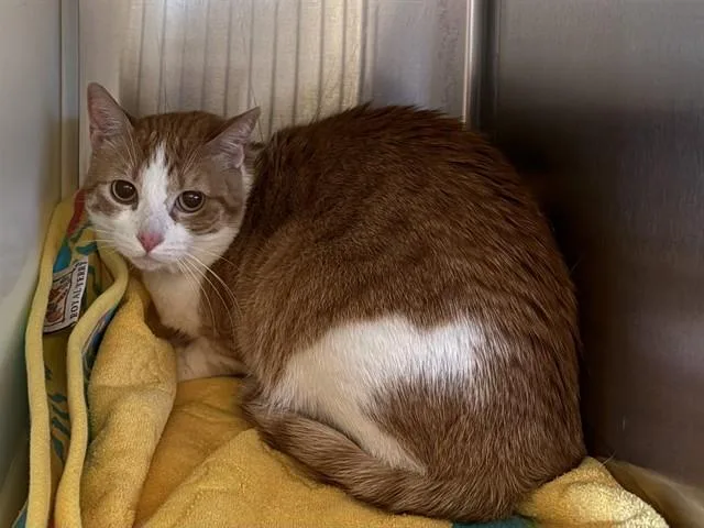 An adult medium-sized female Domestic Short Hair cat named Ophelia for adoption in Colorado Springs, CO