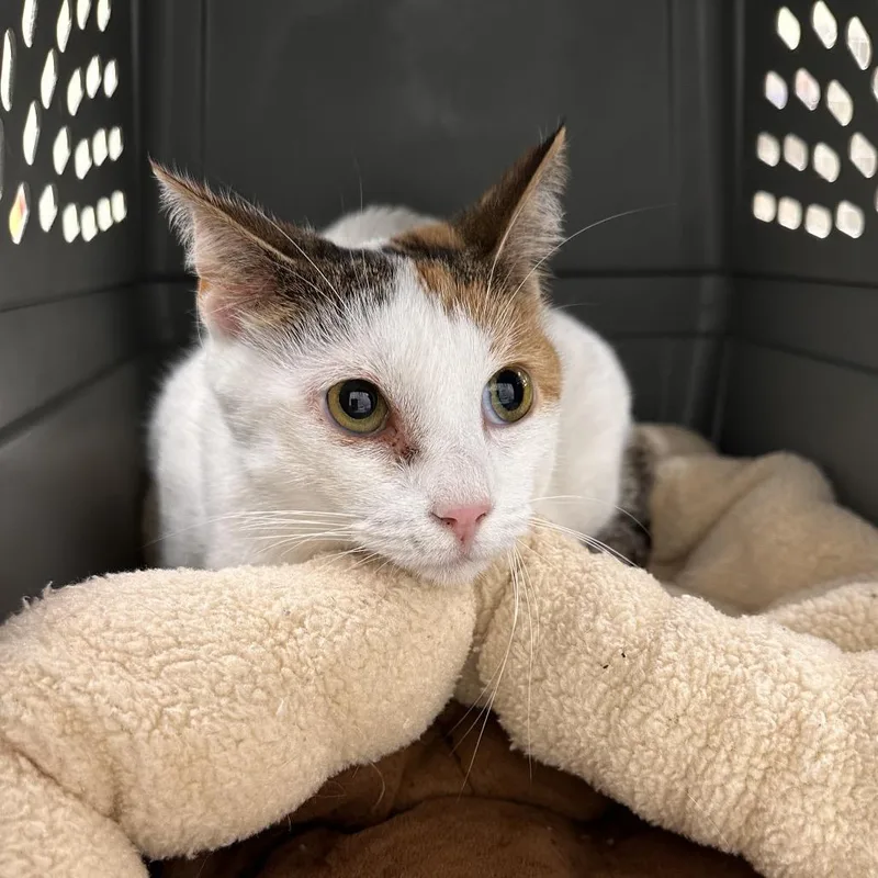 An adult large-sized female Domestic Short Hair cat named Tinker Bell for adoption in East Smithfield , PA