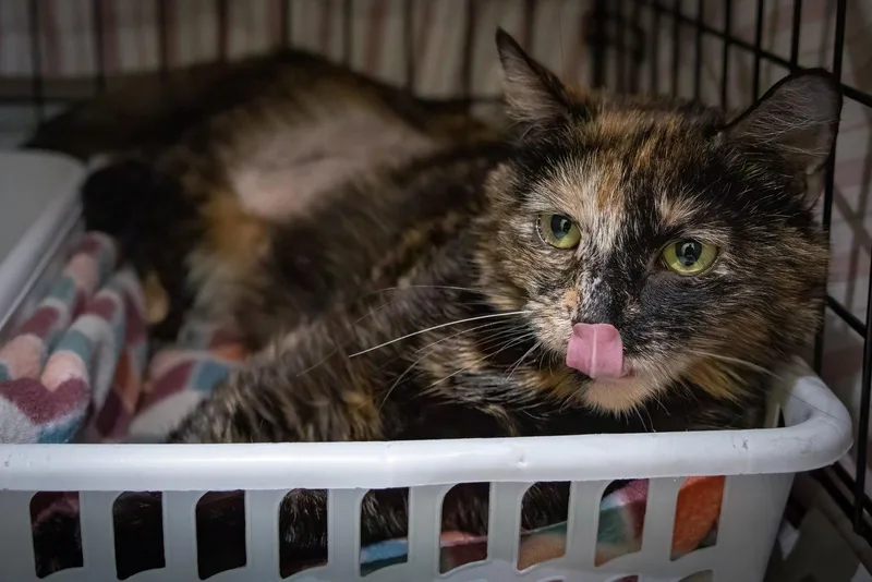 An adult medium-sized female Tortoiseshell cat named Mios for adoption in Greenville, DE
