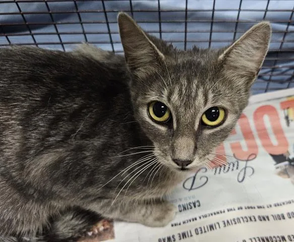A young medium-sized female Domestic Short Hair cat named Calypso for adoption in Pensacola, FL