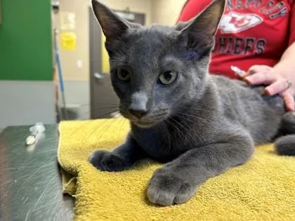 An adult medium-sized male Domestic Short Hair cat named Earl Grey for adoption in Kansas City, MO