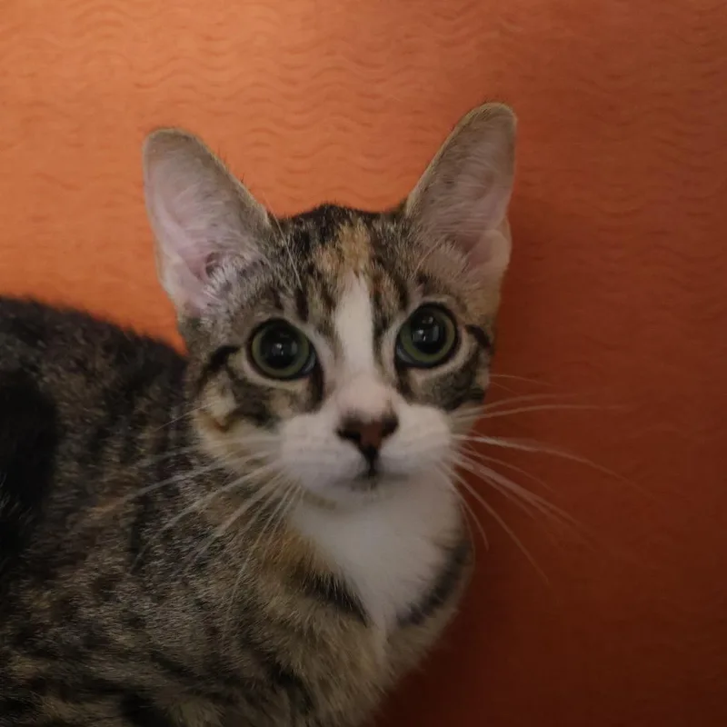A baby small-sized female Calico Domestic Short Hair cat named Rachel for adoption in Briarcliff Manor, NY