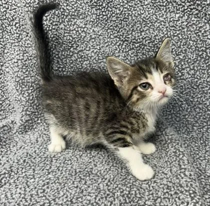 A young medium-sized male Black & White / Tuxedo Domestic Short Hair cat named Jim for adoption in Sullivan, IN