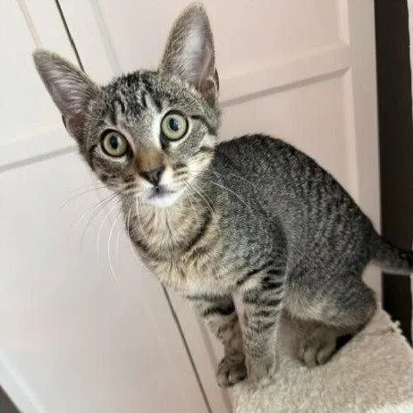A baby medium-sized male Tabby cat named Bud Tabbybrigade for adoption in Houston, TX