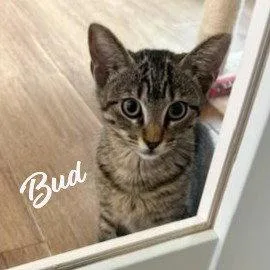 Bud Tabbybrigade thumbnail 2