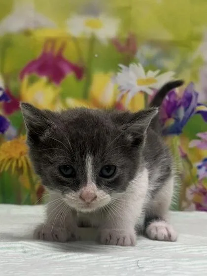 A baby small-sized male Domestic Short Hair cat named Rubiks Cube for adoption in San Antonio, TX