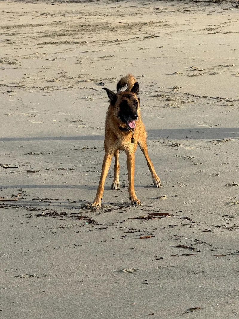 A young large-sized female Belgian Shepherd / Malinois dog named Mia for adoption in santa monica, CA