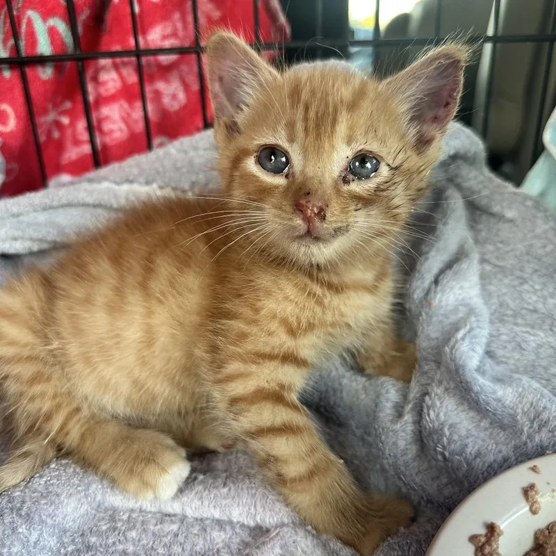 A baby small-sized male Orange / Red Domestic Short Hair cat named Madison for adoption in Lynchburg, VA