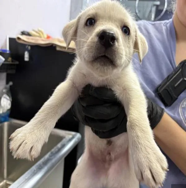 A baby large-sized male Siberian Husky dog named Wynter for adoption in Dublin, CA