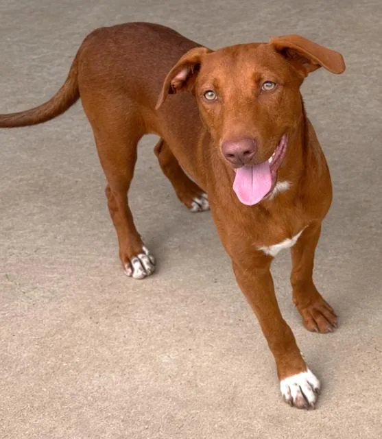 A young medium-sized male Labrador Retriever dog named Eilat for adoption in Carrollton, GA