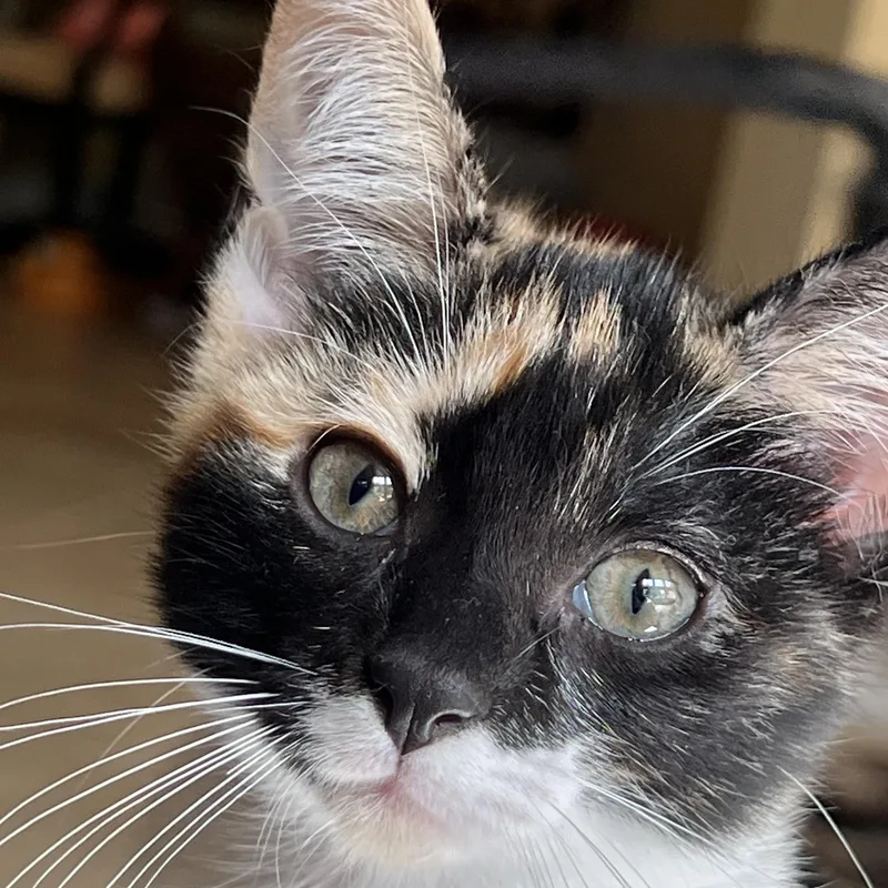 A young medium-sized female Calico Domestic Short Hair cat named Lucy for adoption in Huffman, TX