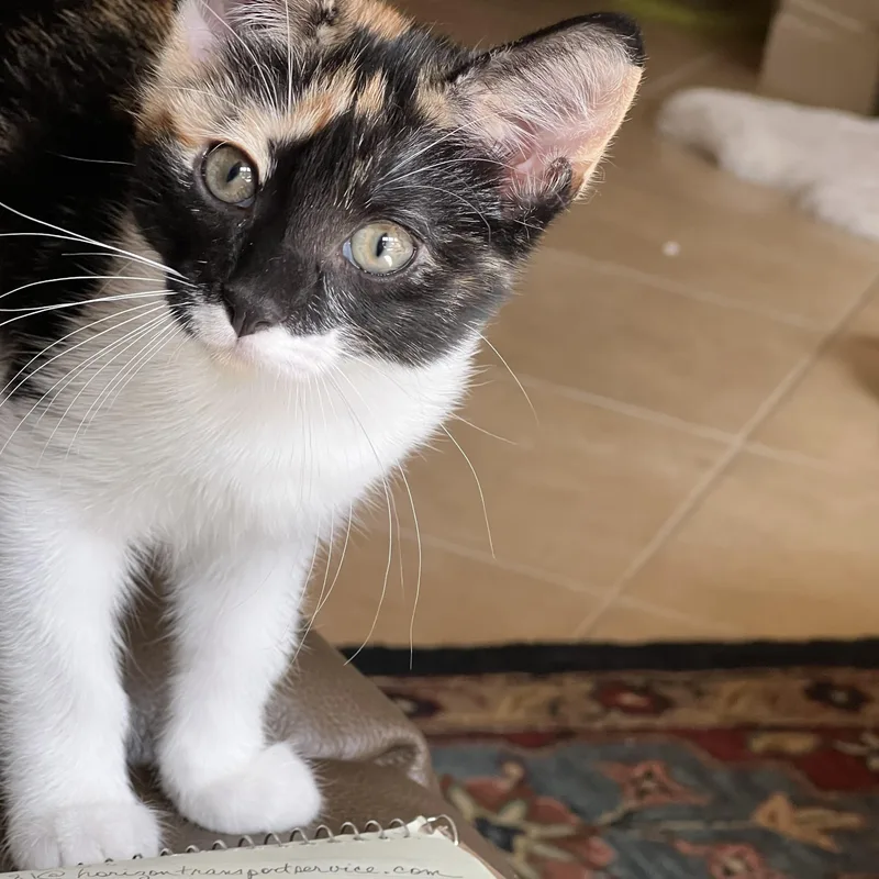 Lucy thumbnail 2