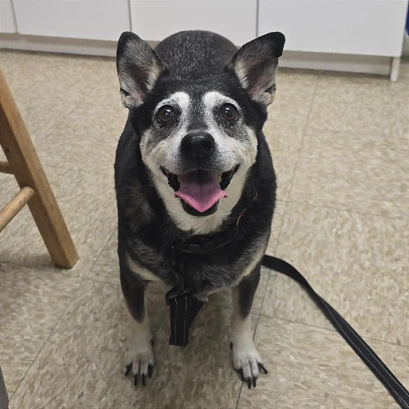 A senior medium-sized female Black Terrier dog named Izzy for adoption in Milan, IL