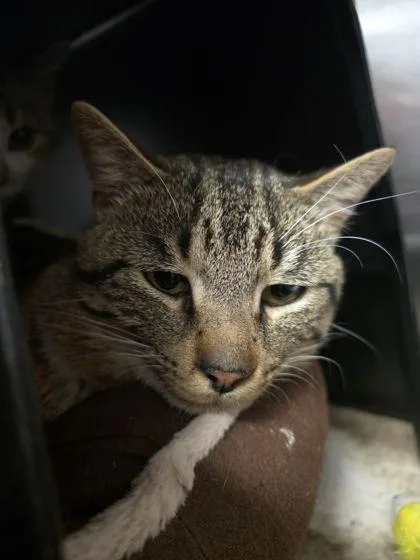 An adult small-sized male Domestic Short Hair cat named Socks for adoption in Shawano, WI