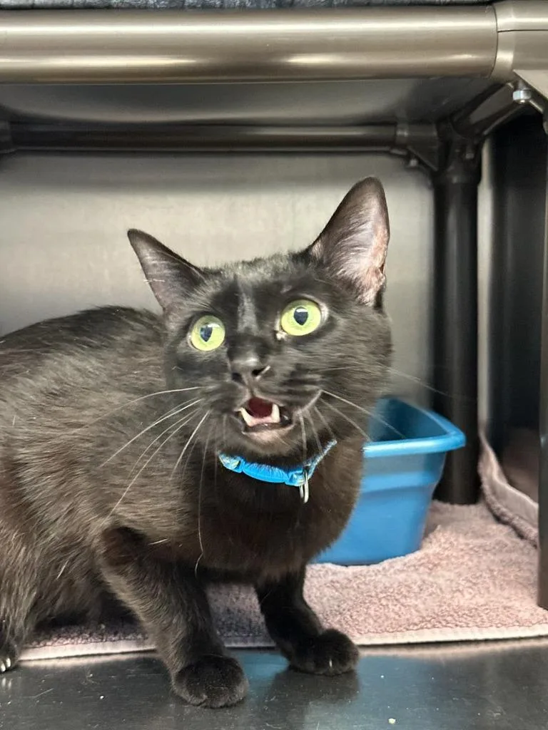 An adult small-sized female Domestic Short Hair cat named Penelope for adoption in Sandy, UT