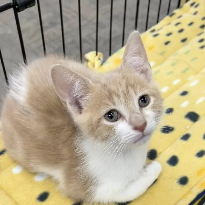 A baby small-sized male Buff / Tan / Fawn Domestic Short Hair cat named Roberto for adoption in Hamburg, NY