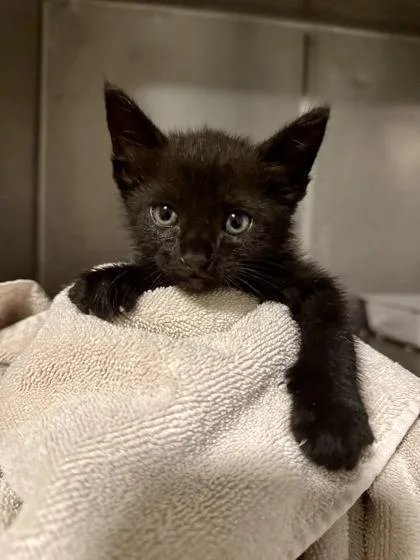 A baby medium-sized male Domestic Short Hair cat named Devore for adoption in Picayune, MS