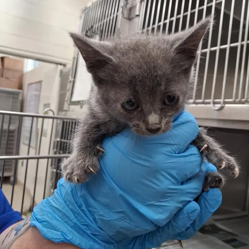 A baby small-sized female Gray / Blue / Silver Domestic Medium Hair cat named Maysilee for adoption in Auburn, AL