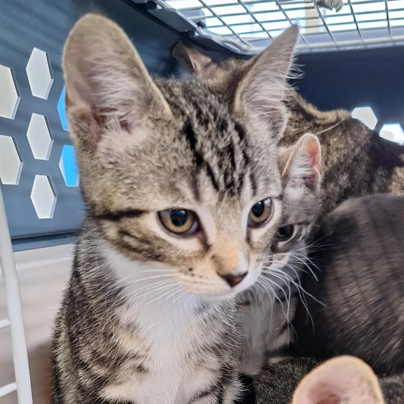 A baby small-sized male Gray / Blue / Silver Domestic Short Hair cat named Banana for adoption in Montgomery, AL