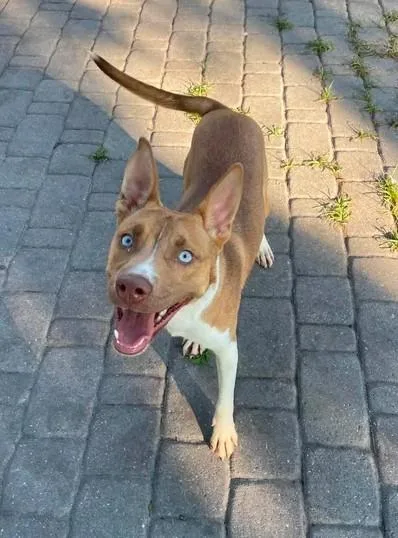 A young small-sized female Husky dog named Munchie for adoption in Wilmington, NC