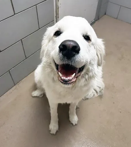 An adult large-sized female White / Cream Mixed Breed dog named Lapras for adoption in Nashville, TN