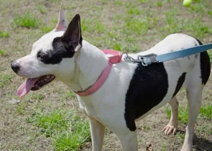 An adult medium-sized female Mixed Breed dog named Clara for adoption in West Chester, PA