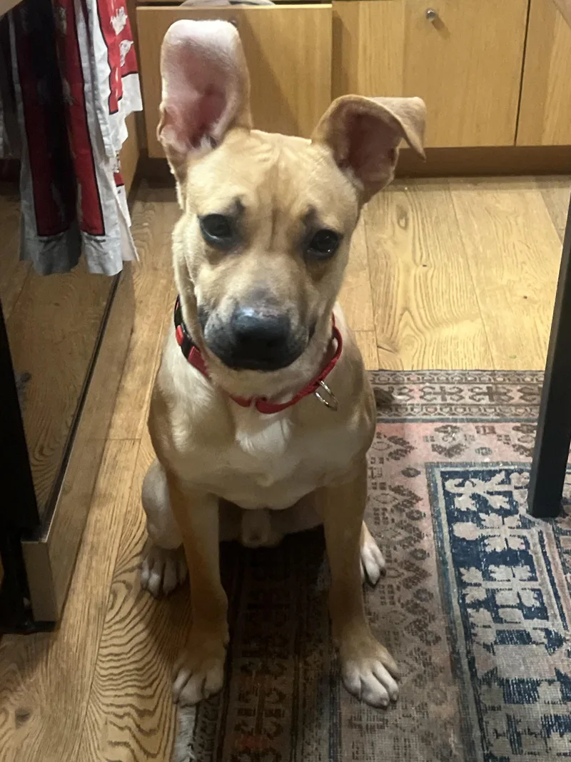Archie