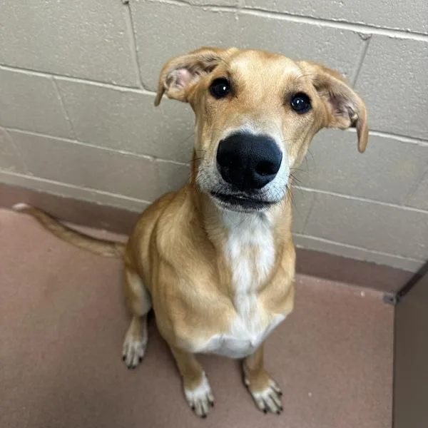 A young extra large-sized male Hound dog named Tim for adoption in Walnut Creek, CA