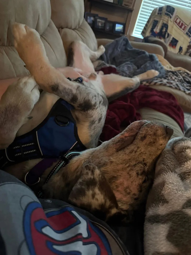 An adult large-sized male Tricolor (Brown, Black, & White) Catahoula Leopard Dog dog named Awesome Tex for adoption in Richmond, TX