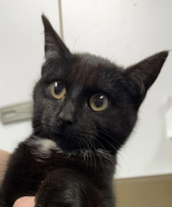 A baby small-sized female Domestic Short Hair cat named Quinn for adoption in Salisbury, MD