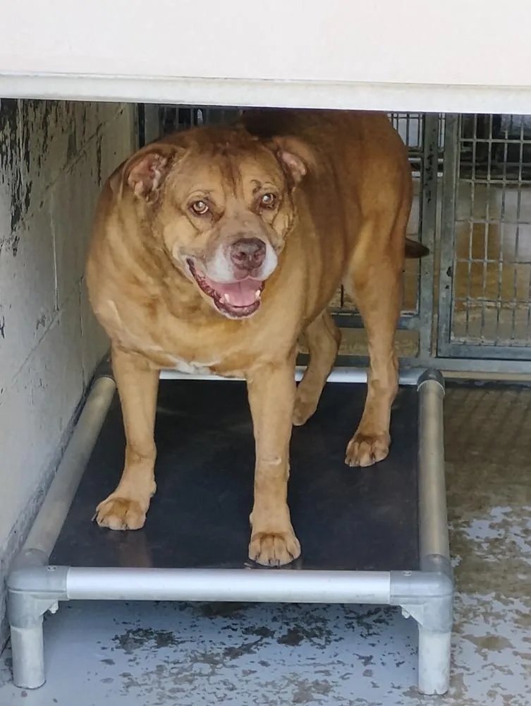 A senior large-sized male Brown / Chocolate Labrador Retriever dog named Scrappy for adoption in New Lexington, OH