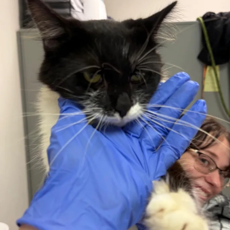 An adult medium-sized female Black Domestic Medium Hair cat named Yorkshire Tea for adoption in Charleston, WV