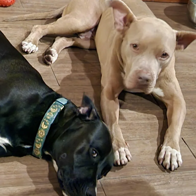 Finnsuch A Wonderful Personality thumbnail 2