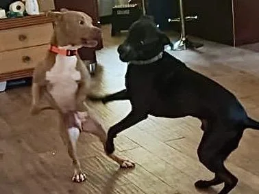 Finnsuch A Wonderful Personality thumbnail 3